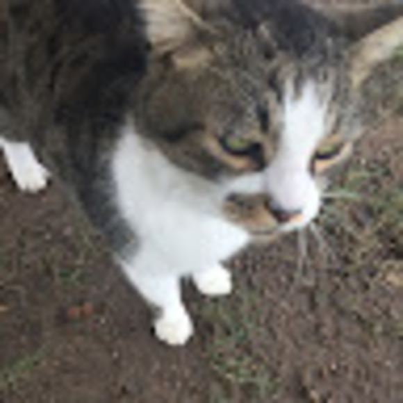 Meet your Posher, Maya - Picture 1 of 1